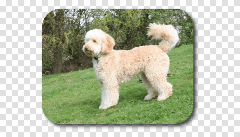 Poodle Mixed With Labrador, Dog, Pet, Canine, Animal Transparent Png