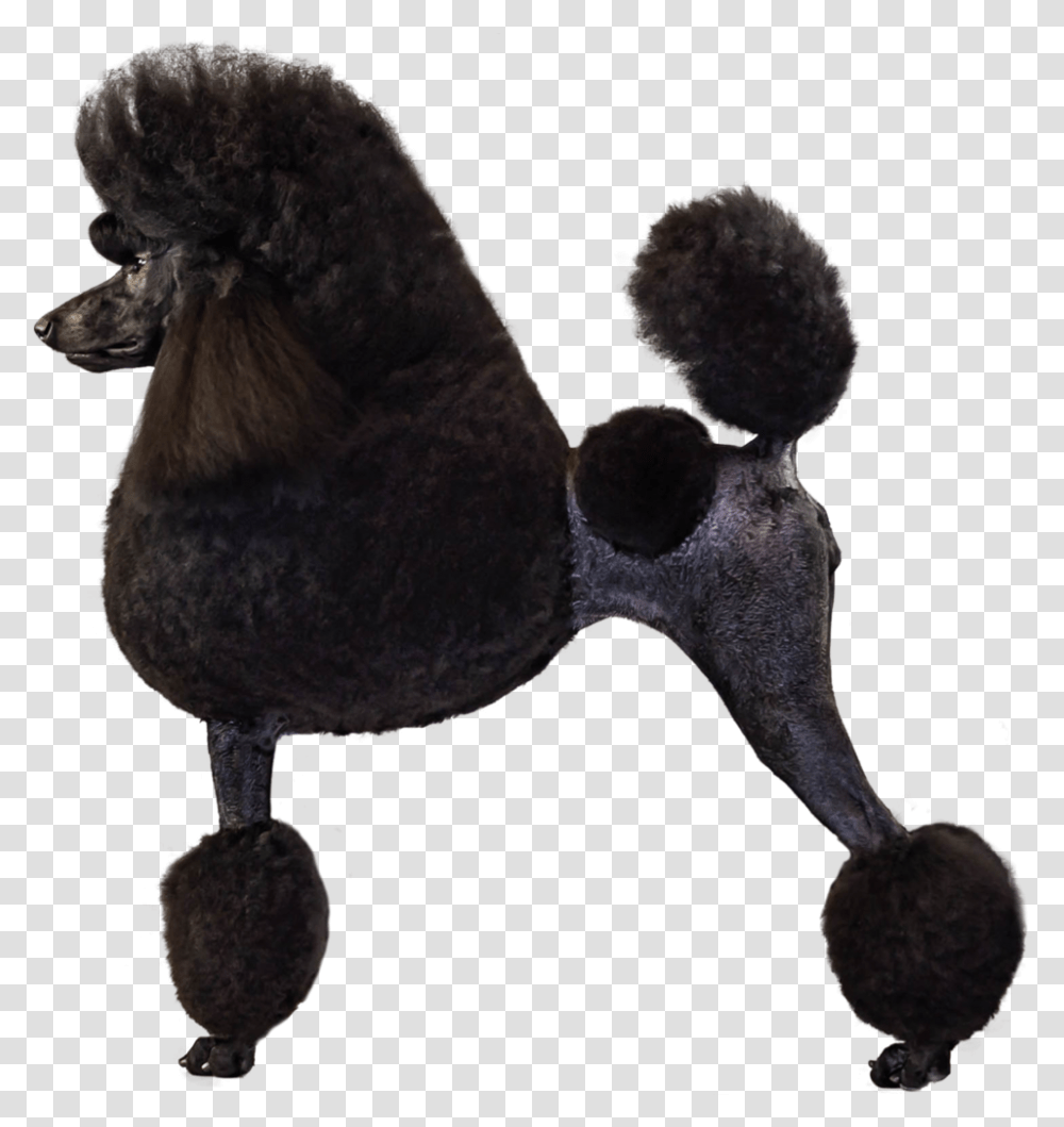 Poodle Profile, Bird, Animal, Dog, Pet Transparent Png