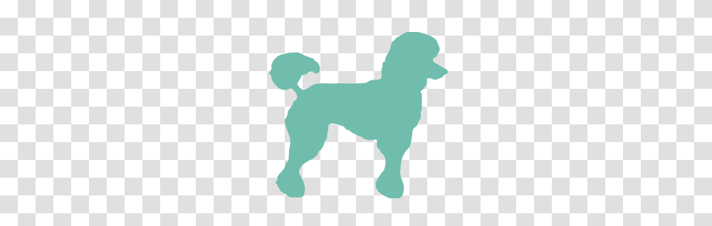 Poodle, Silhouette, Animal, Pet, Mammal Transparent Png