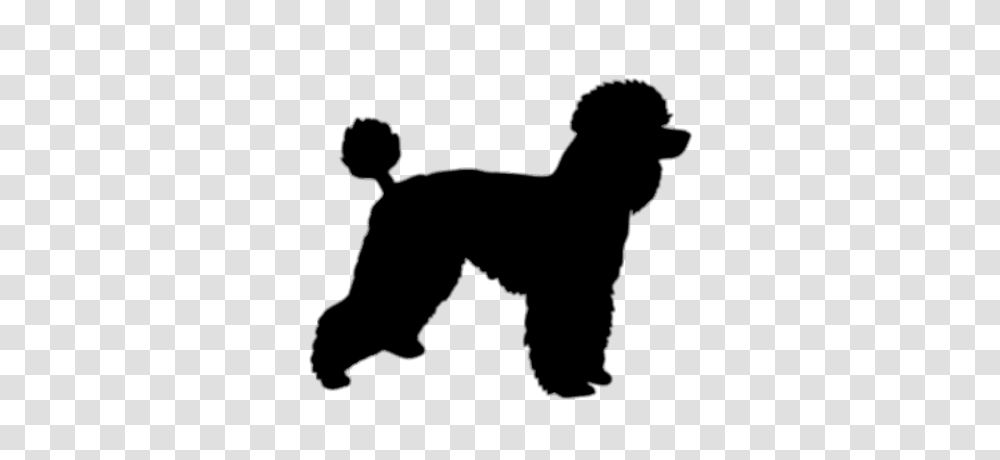 Poodle Silhouette, Canine, Mammal, Animal, Pet Transparent Png