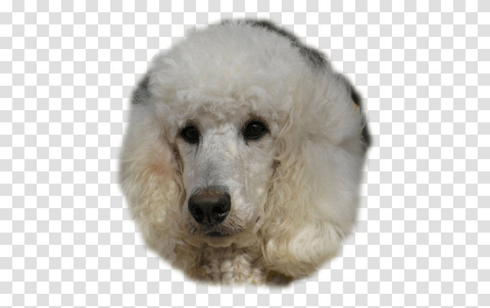 Poodle Standard Poodle, Dog, Pet, Canine, Animal Transparent Png
