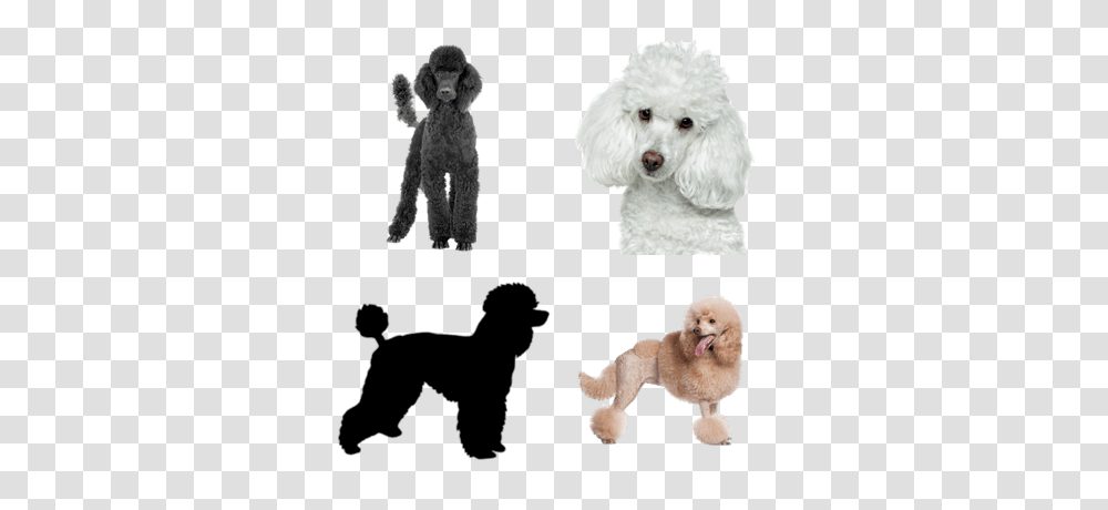 Poodles Images, Dog, Pet, Canine, Animal Transparent Png