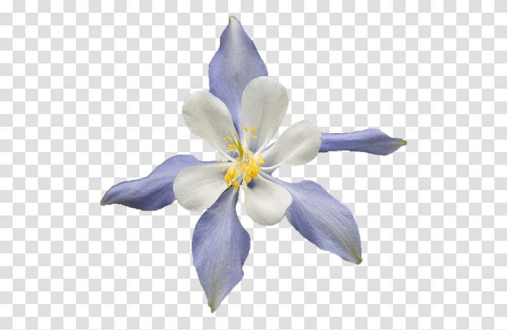Pop Art Background Colorado Blue Columbine On Background, Plant, Flower, Blossom, Geranium Transparent Png