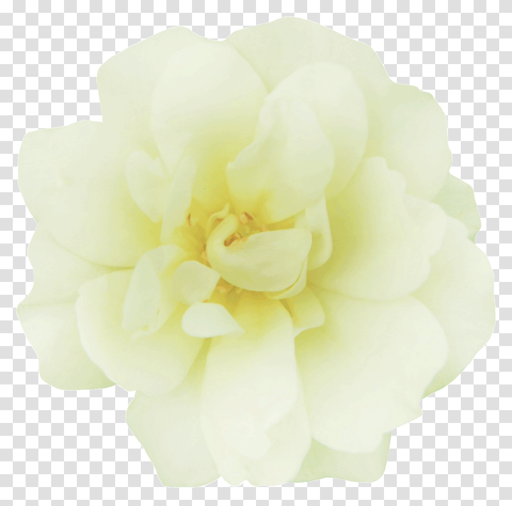 Popcorn Drift Garden Roses, Flower, Plant, Blossom, Dahlia Transparent Png