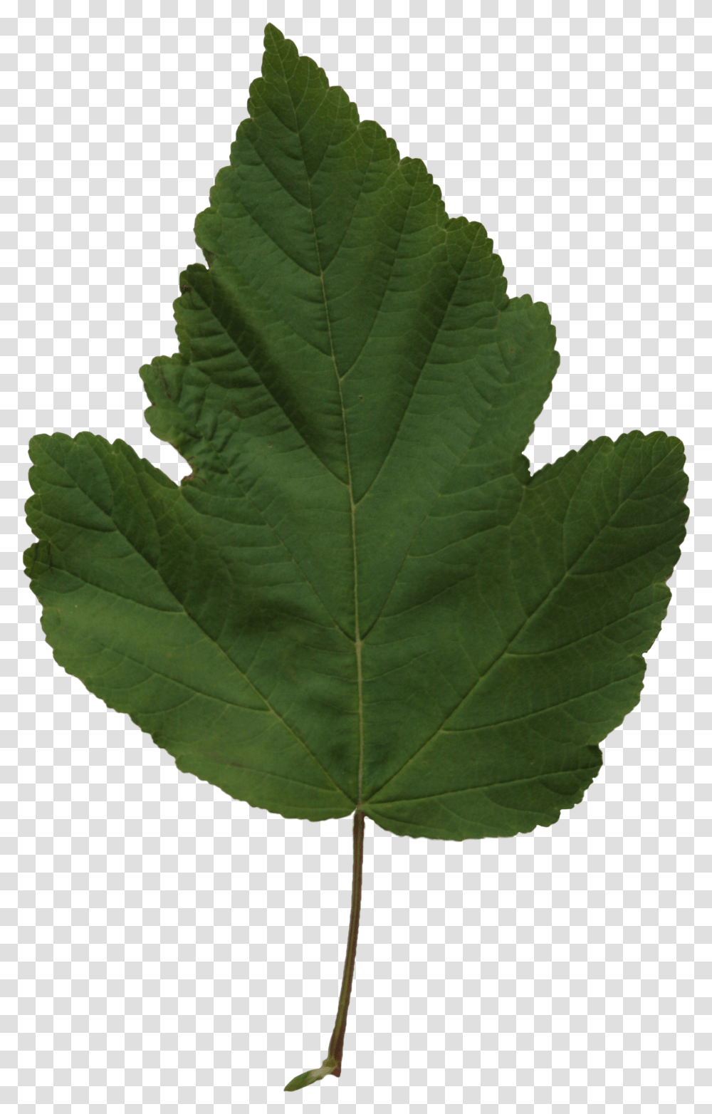 Poplar Leaf Texture Free Cut Out People Trees And Leaves Cottonwood, Plant, Maple Leaf, Oak, Sycamore Transparent Png