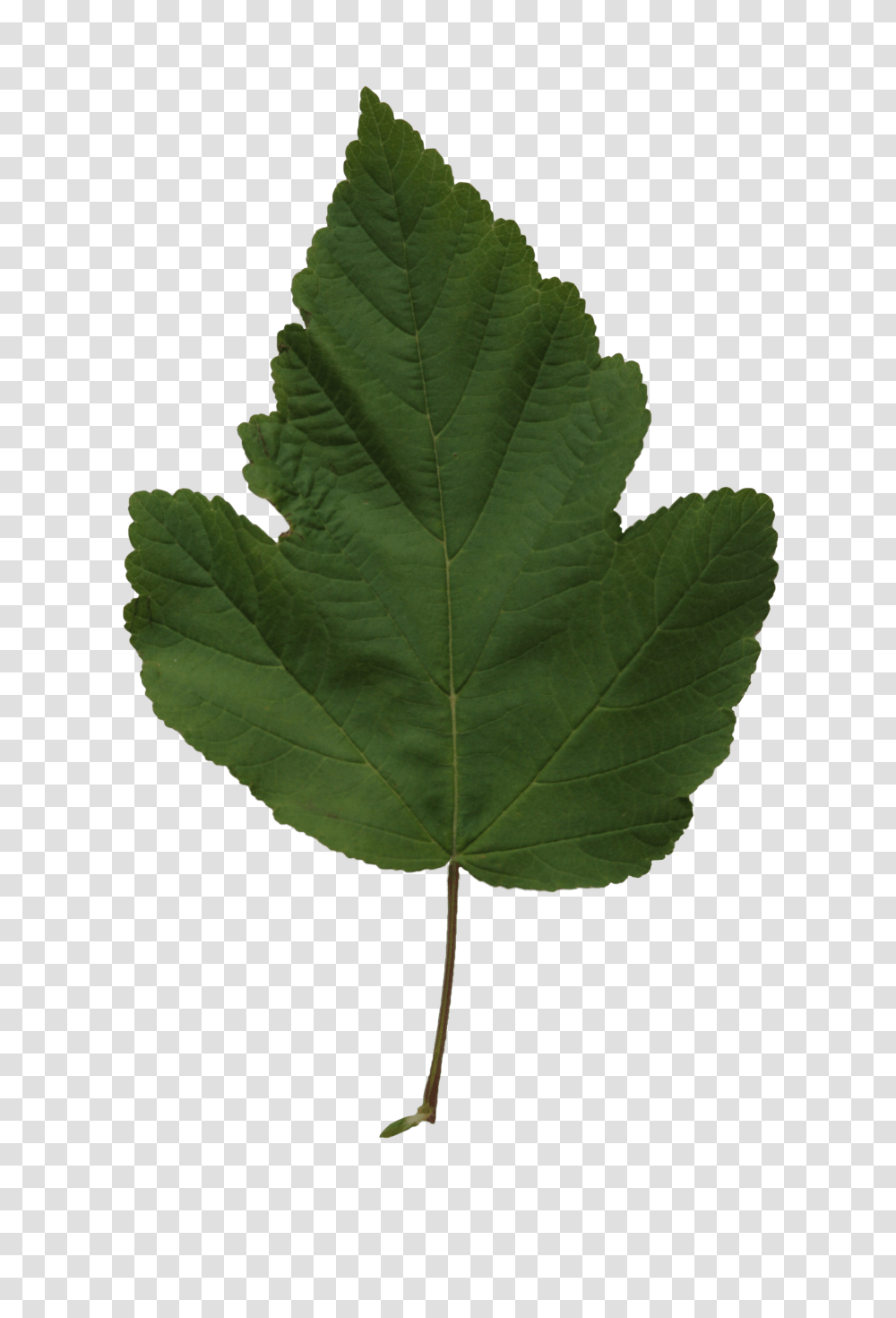 Poplar Leaf Texture Free Cut Out People Trees And Leaves, Plant, Maple Leaf, Pineapple, Fruit Transparent Png
