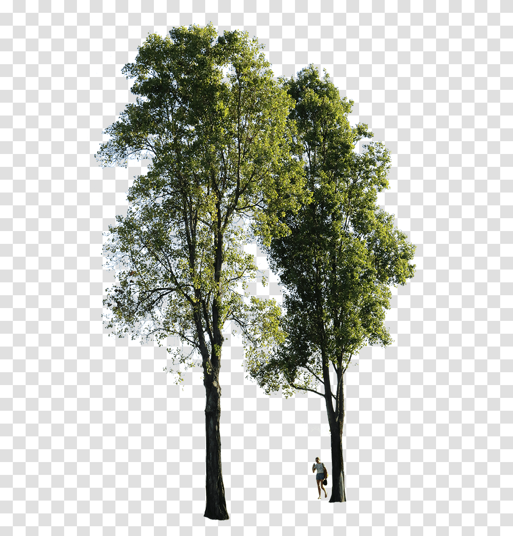 Poplar Tree Background Group Of Trees, Plant, Person, Nature, Outdoors Transparent Png