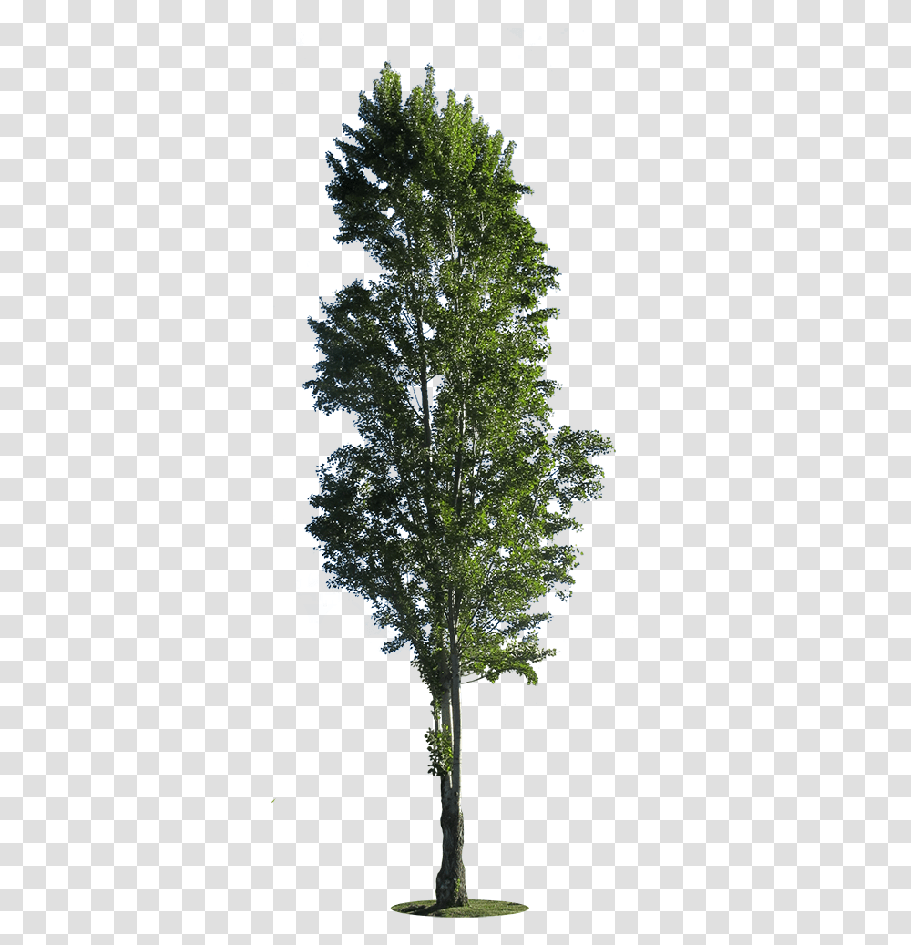 Poplar Tree Cut Out, Plant, Nature, Vegetation, Outdoors Transparent Png