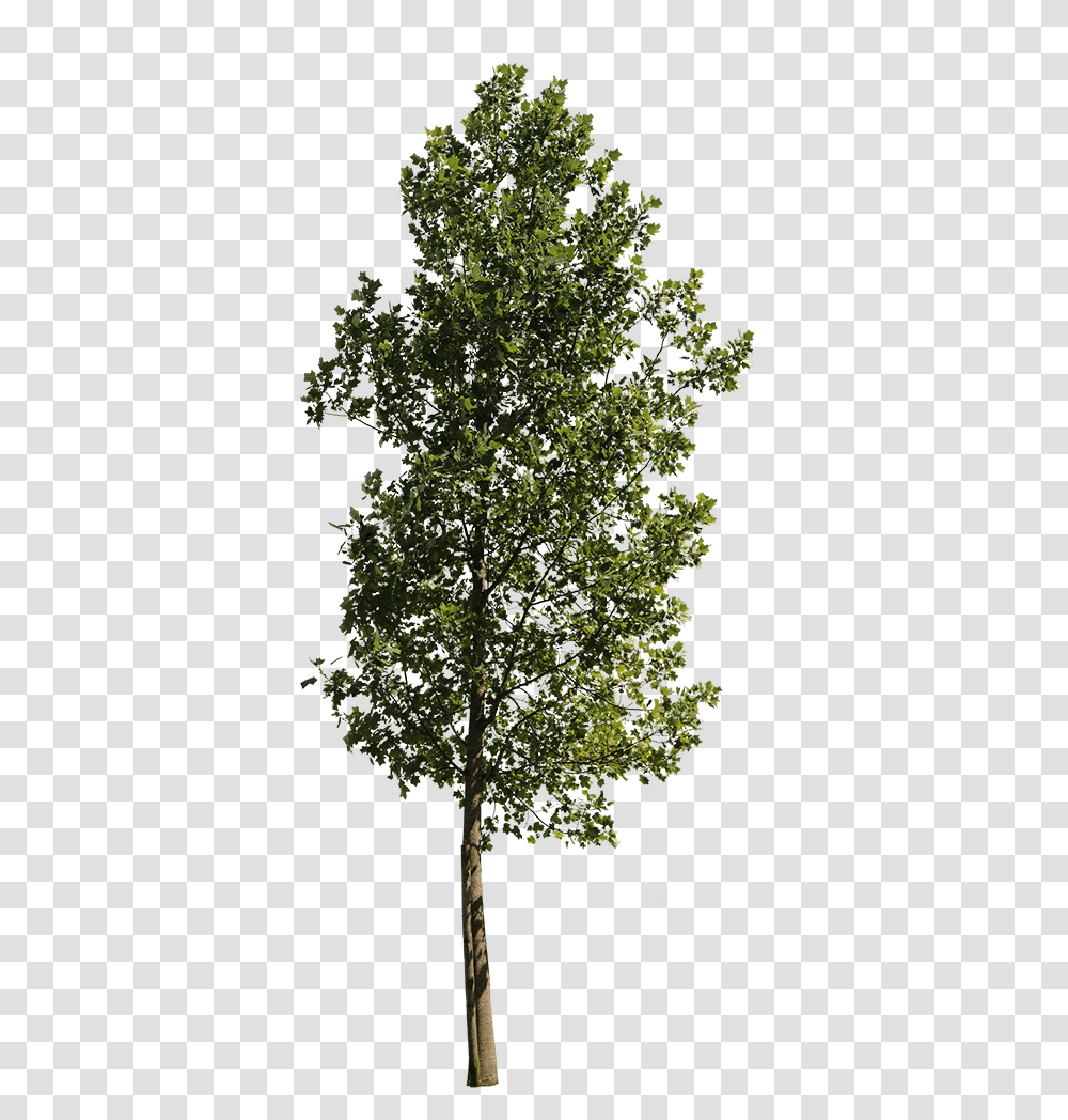 Poplar Tree Cut Out, Plant, Tree Trunk, Oak, Sycamore Transparent Png