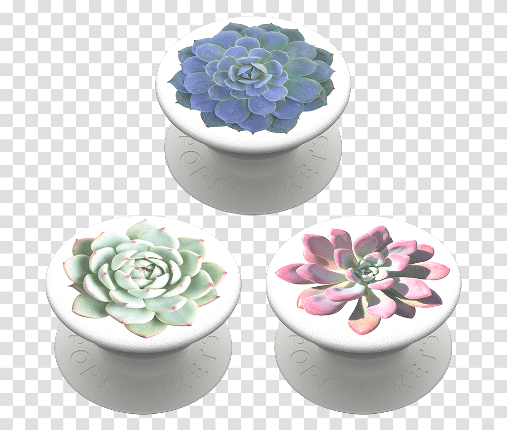 Popminis Cacti Trio White Mexican Rose, Porcelain, Art, Pottery, Saucer Transparent Png