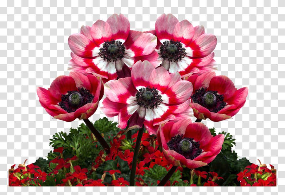 Poppies 960, Flower, Plant, Anemone, Blossom Transparent Png