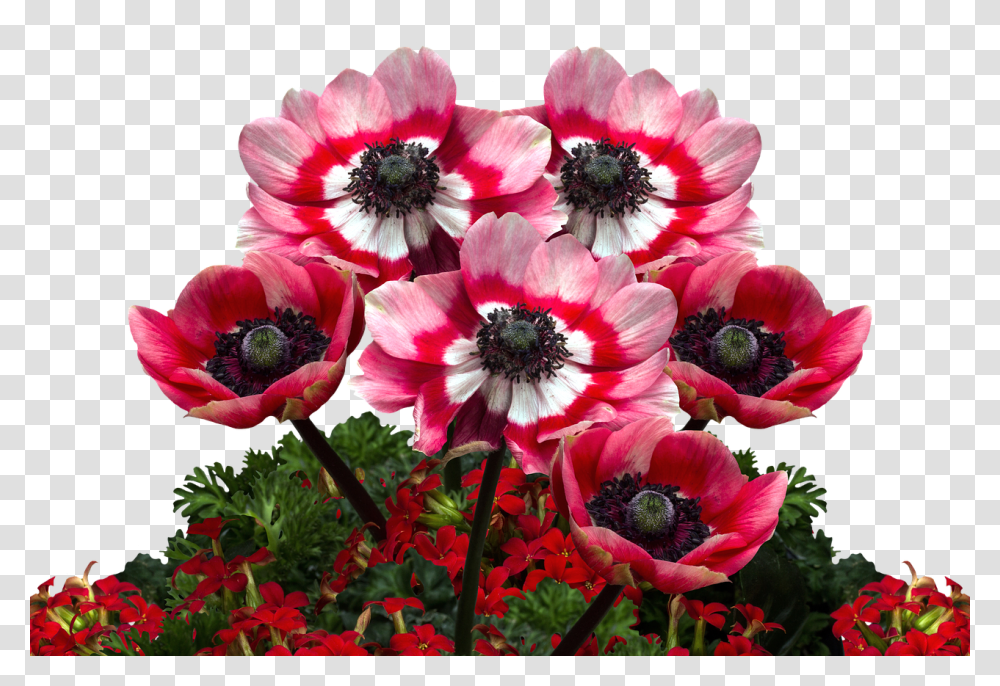 Poppies Nature, Plant, Anemone, Flower Transparent Png