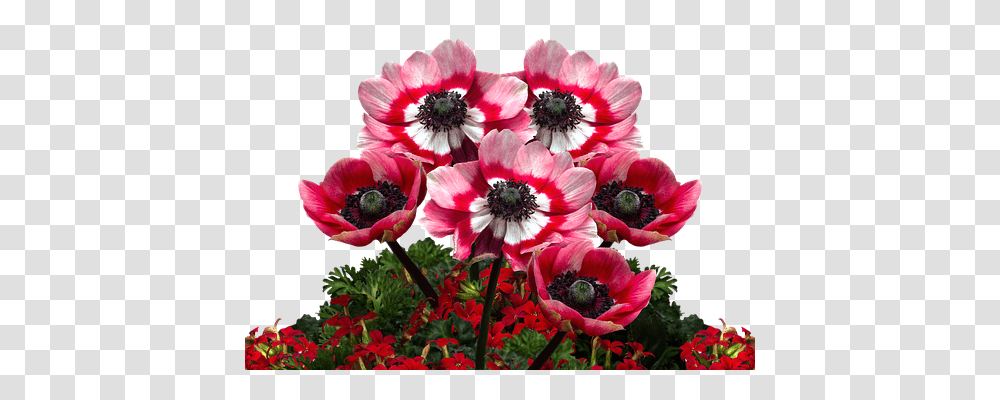 Poppies Nature, Plant, Anemone, Flower Transparent Png