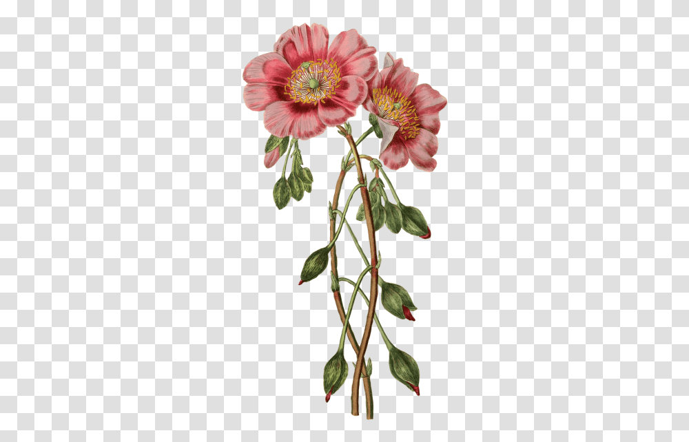 Poppies And Vectors For Free Botanical Flower Illustration, Plant, Geranium, Blossom, Acanthaceae Transparent Png