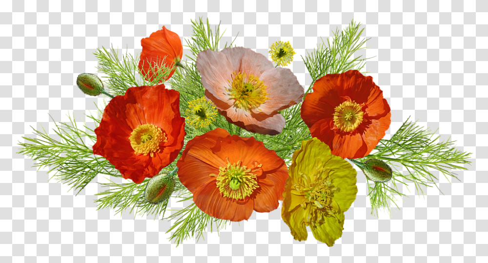 Poppies Iceland Flowers Free Photo On Pixabay Amapolas, Plant, Blossom, Pollen, Poppy Transparent Png
