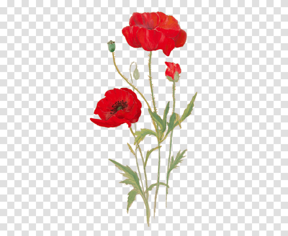 Poppies In The Picture Bright Backgrounds Gm 88 Poppy Flower Drawing, Plant, Blossom, Rose, Thistle Transparent Png