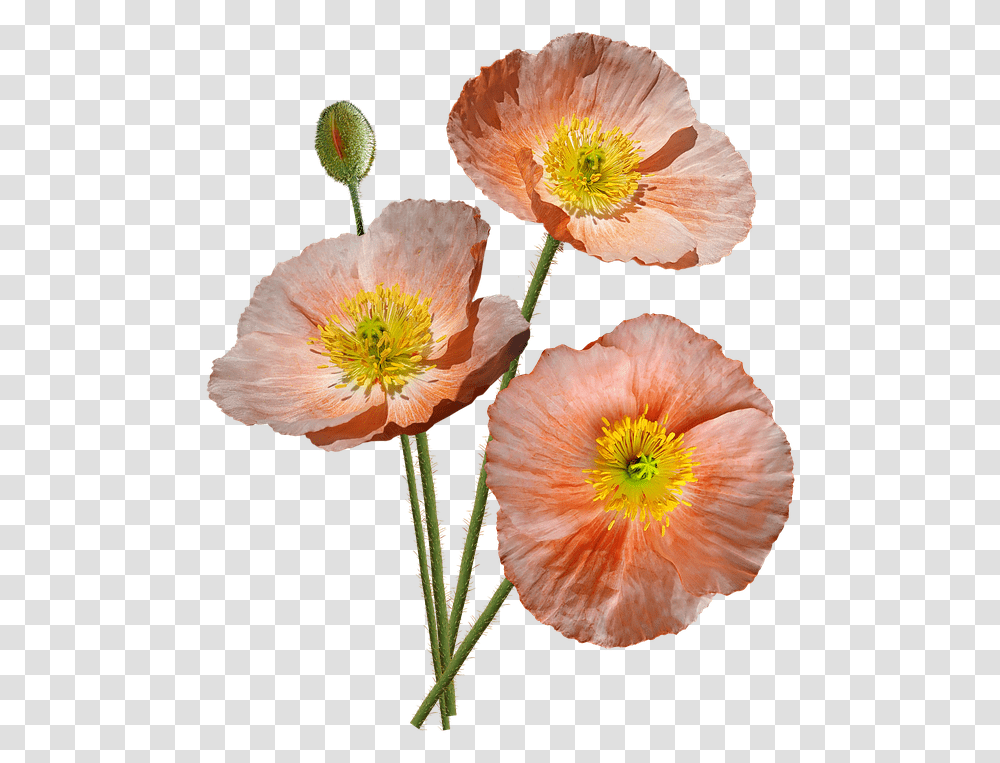 Poppies Pink Iceland Flowers Garden Nature Flowers Garden Nature, Plant, Blossom, Fungus, Pollen Transparent Png