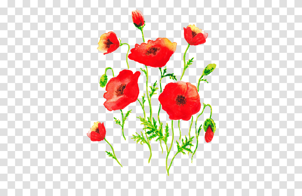 Poppies, Plant, Flower, Blossom, Hibiscus Transparent Png