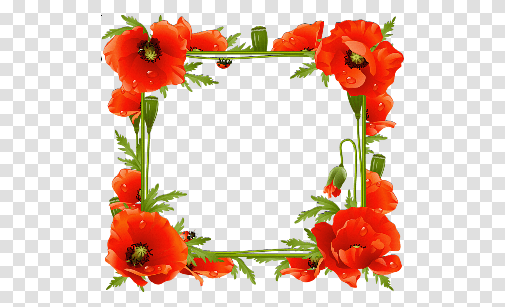 Poppies, Plant, Flower, Blossom, Poppy Transparent Png