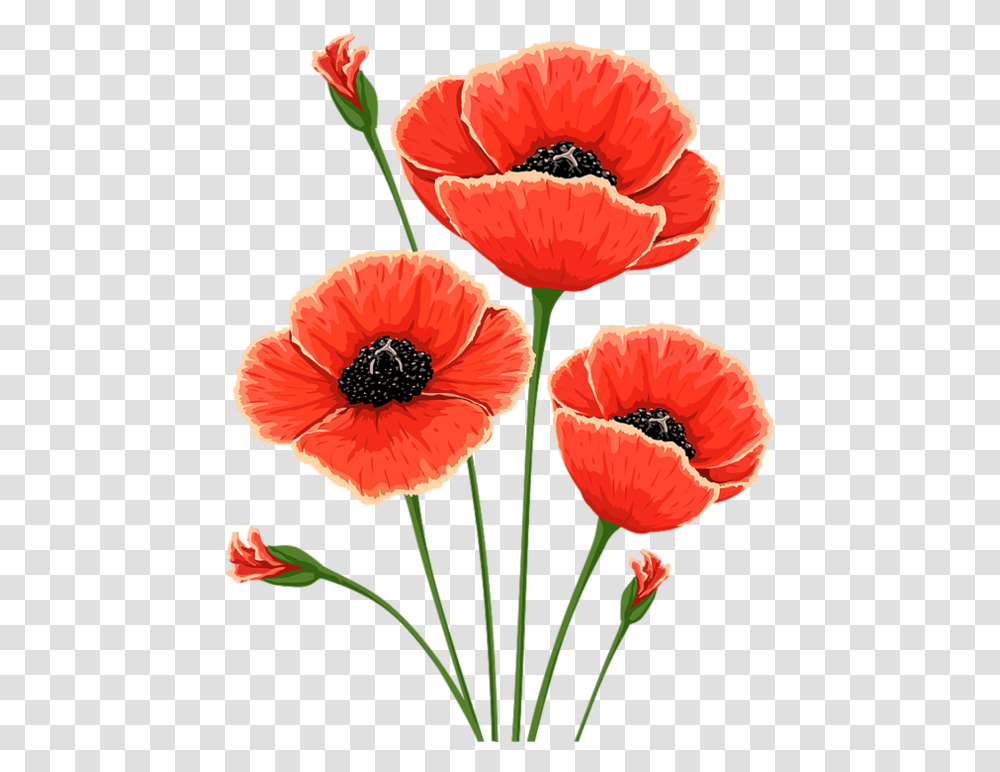 Poppies Watercolor V Poppy Flower, Plant, Blossom, Anther, Anemone Transparent Png