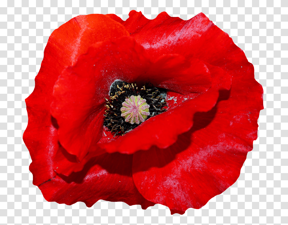 Poppy 960, Flower, Rose, Plant, Blossom Transparent Png