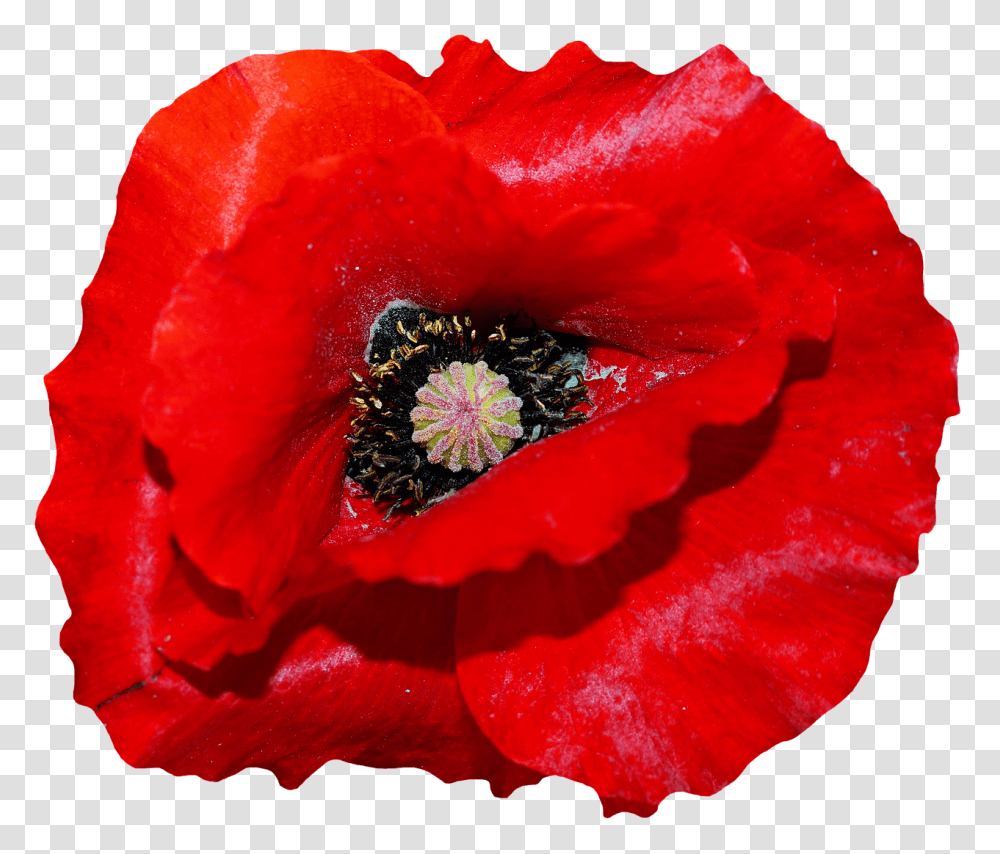 Poppy Nature, Rose, Flower, Plant Transparent Png