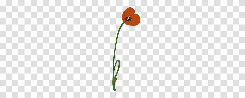 Poppy Nature, Plant, Green, Flower Transparent Png