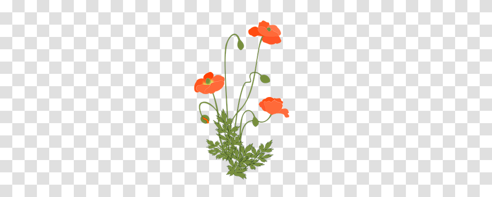 Poppy Nature, Floral Design, Pattern Transparent Png