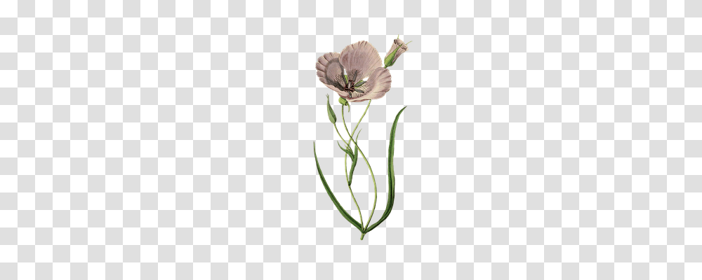 Poppy Nature, Plant, Flower, Blossom Transparent Png