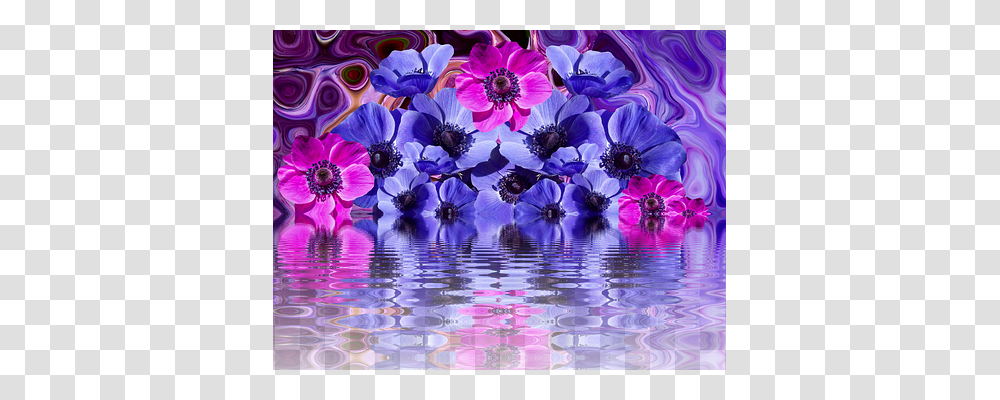 Poppy Nature, Purple, Plant, Flower Transparent Png