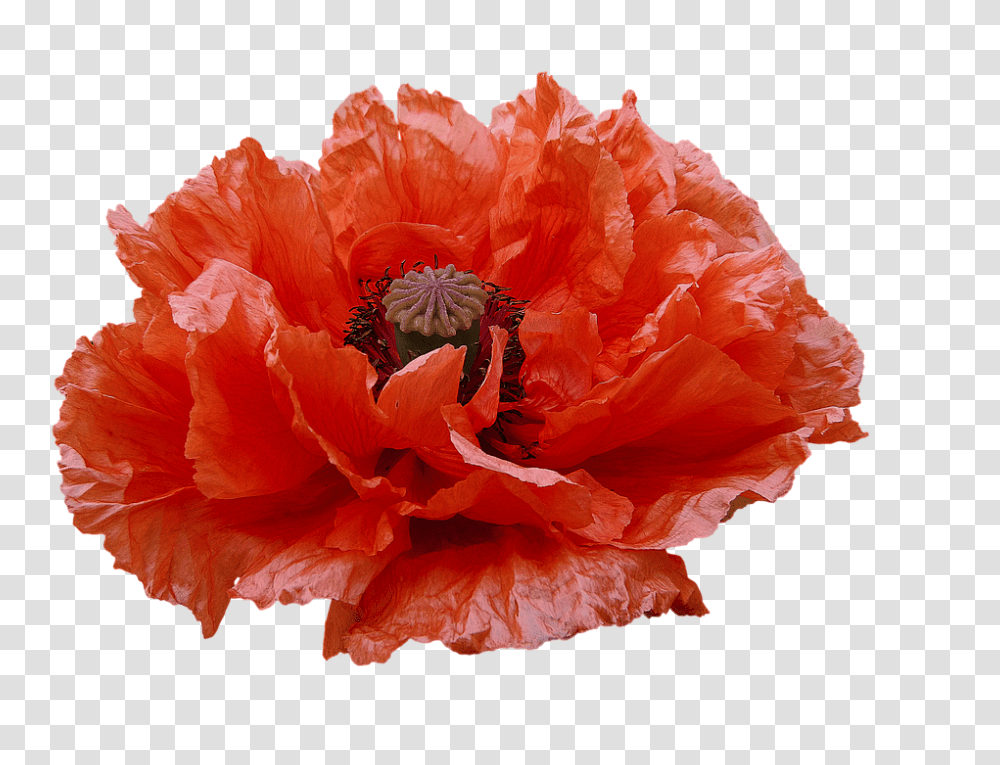 Poppy 960, Flower, Apidae, Bee, Insect Transparent Png
