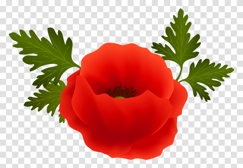 Poppy Clip Art, Plant, Rose, Flower, Blossom Transparent Png