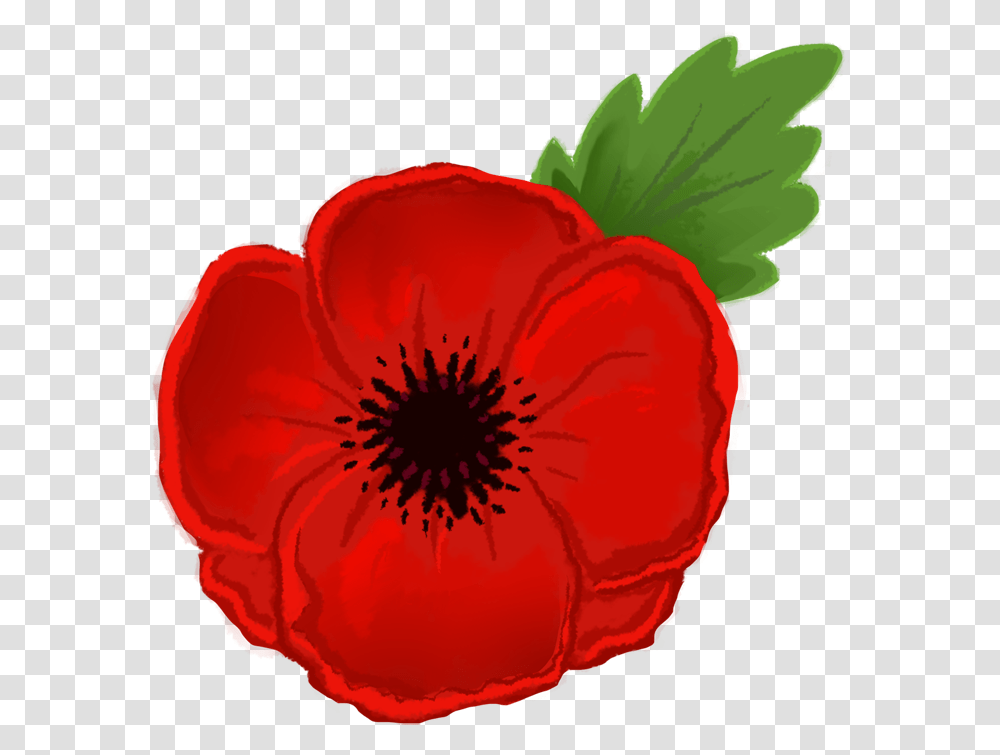 Poppy Clipart Anzac Poppy Flower Drawing, Plant, Blossom, Rose, Petal Transparent Png