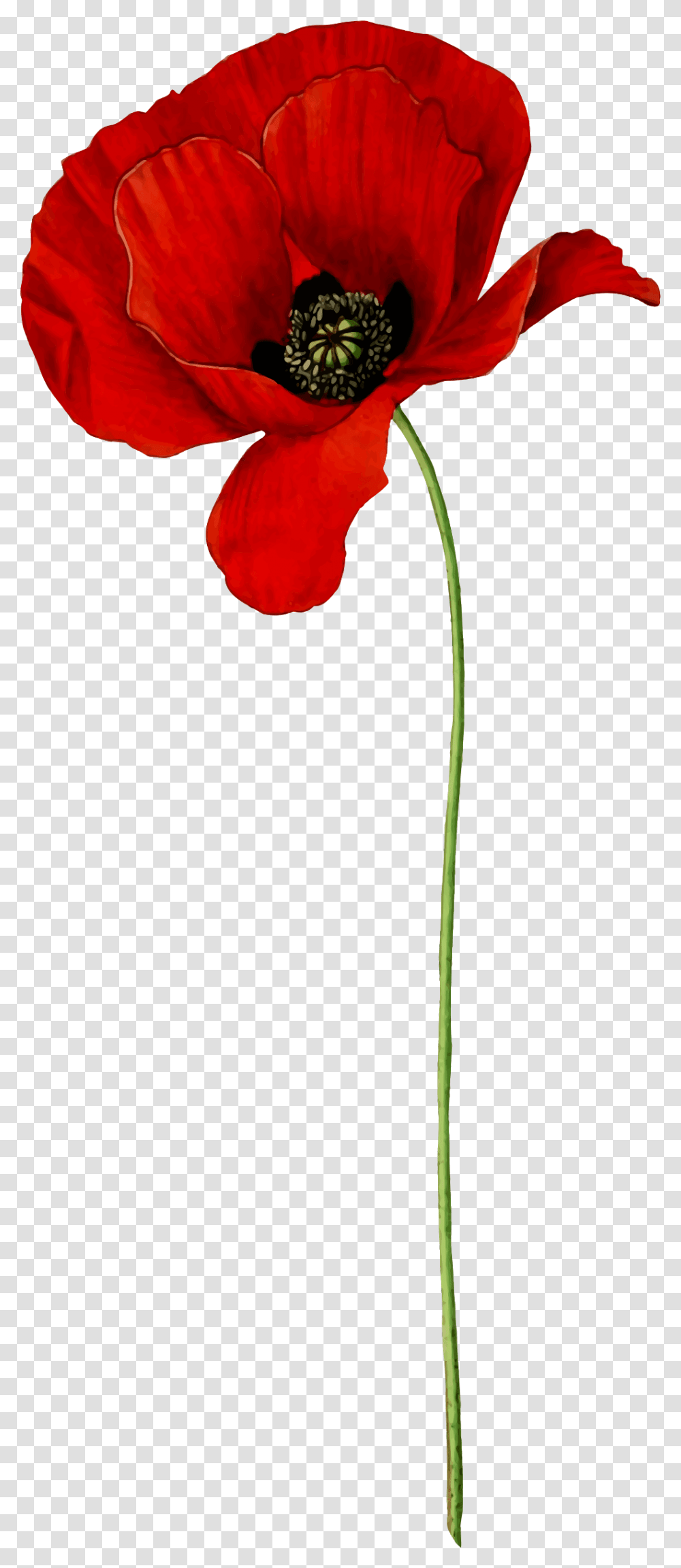 Poppy Clipart Background Poppy Flower, Petal, Plant, Blossom, Rose Transparent Png