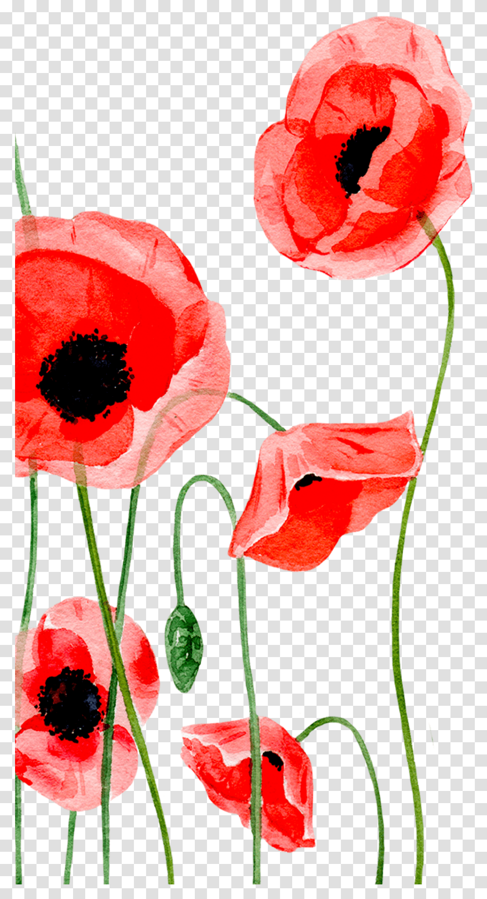 Poppy Clipart Single Picture 177105 Iphone Wallpaper Poppy Flower, Plant, Blossom, Petal, Rose Transparent Png