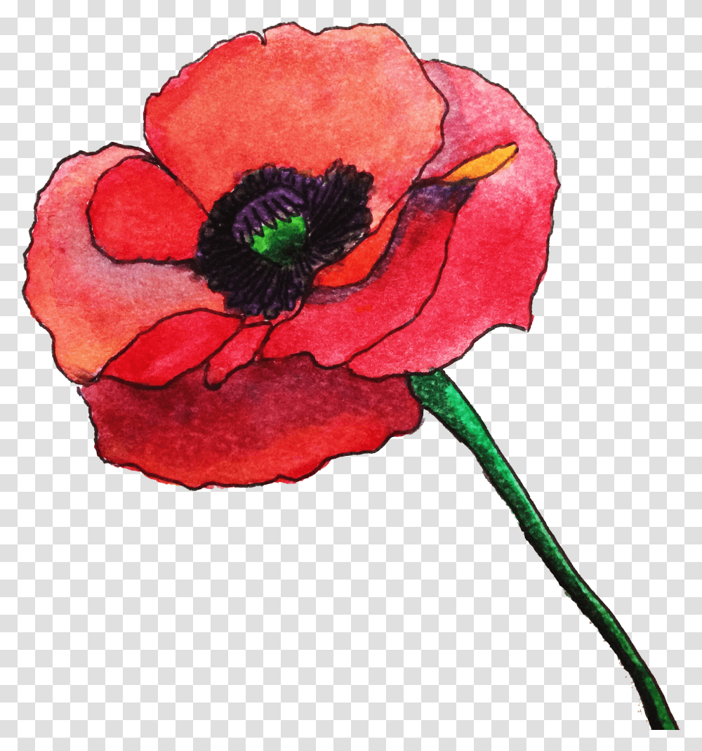 Poppy Clipart Watercolor Poppies, Plant, Rose, Flower, Blossom Transparent Png