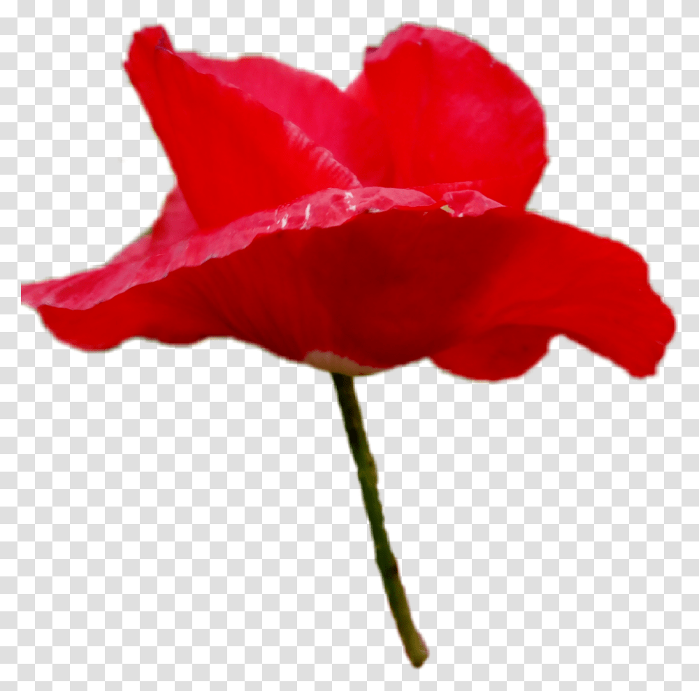 Poppy Coquelicot Flower Fleur Red Rouge, Rose, Plant, Blossom, Petal Transparent Png