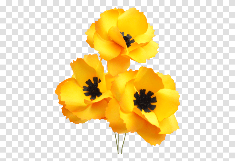 Poppy Family, Plant, Flower, Blossom, Pollen Transparent Png