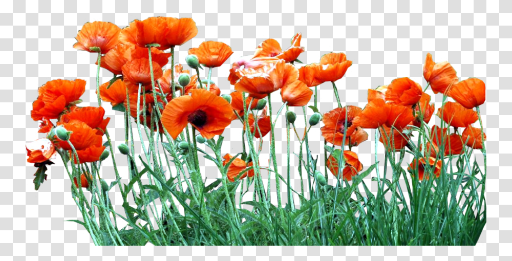 Poppy Field Poppies, Plant, Flower, Blossom, Petal Transparent Png