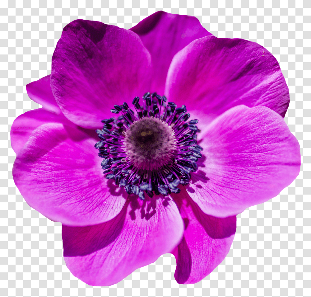 Poppy Flower Nature, Anemone, Plant, Blossom Transparent Png