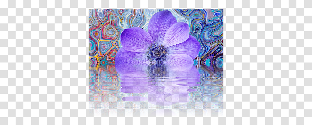 Poppy Flower Nature, Water, Outdoors, Purple Transparent Png