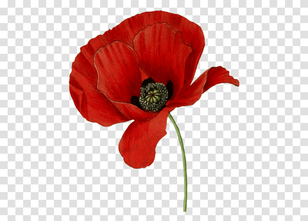 Poppy Flower Background Poppy Flower, Plant, Blossom, Rose, Petal Transparent Png