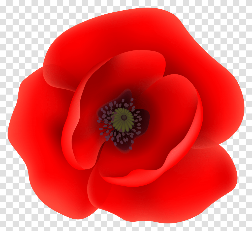 Poppy Flower Clip Art Clipart Transparent Png