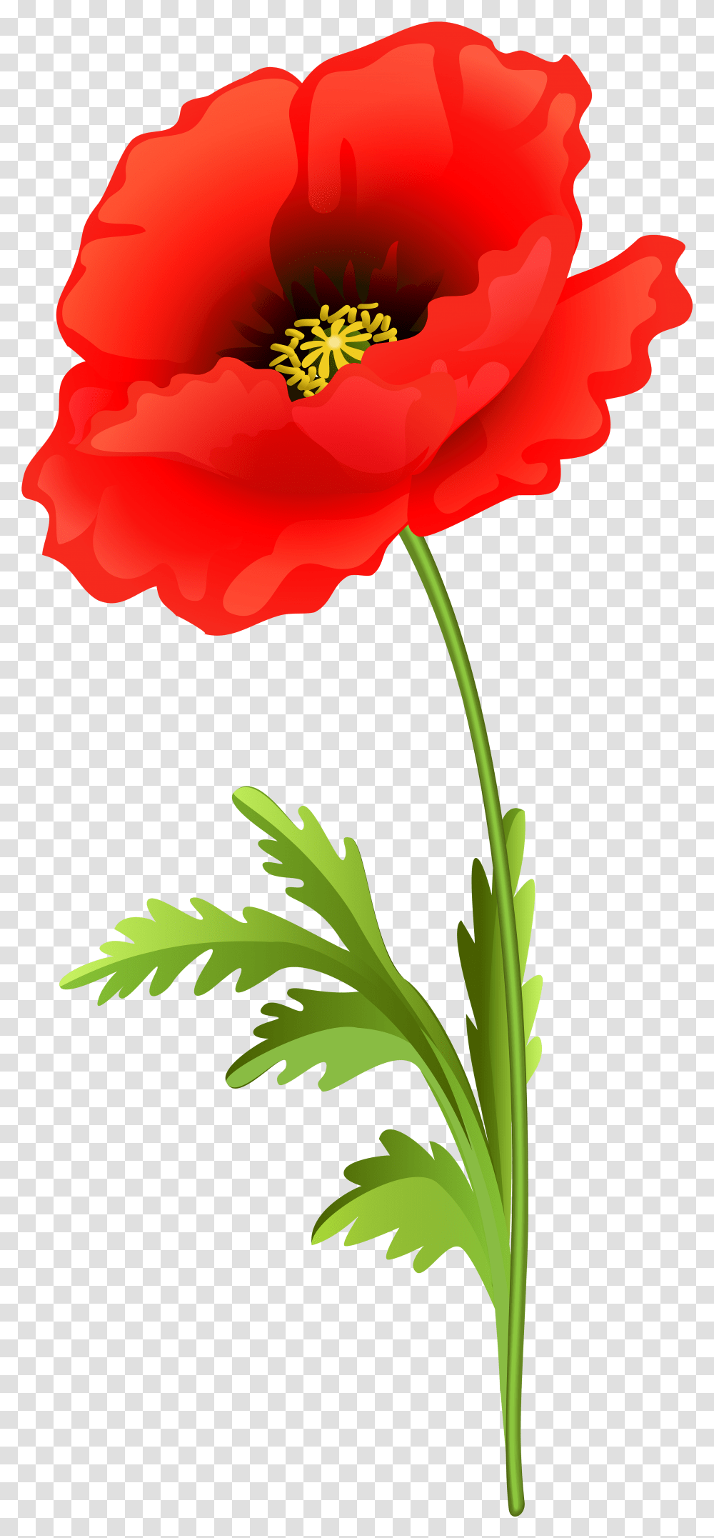 Poppy Flower Clip Art Image Poppy Flower Clipart, Plant, Blossom, Rose, Carnation Transparent Png