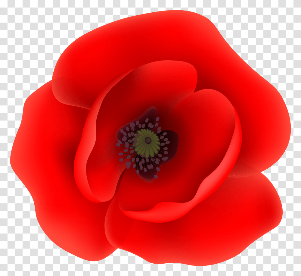Poppy Flower Clip Art Transparent Png