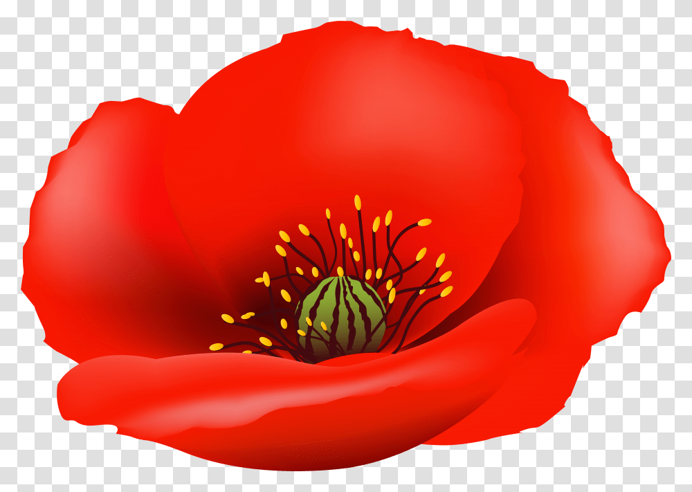 Poppy Flower Clip Background Poppy Flower, Plant, Pollen, Petal, Blossom Transparent Png