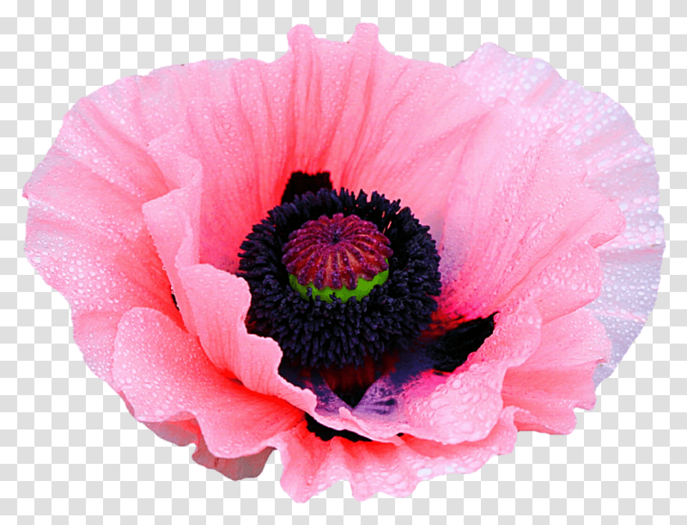 Poppy Flower Clipart Opium Flowers, Plant, Blossom, Rose, Petal Transparent Png