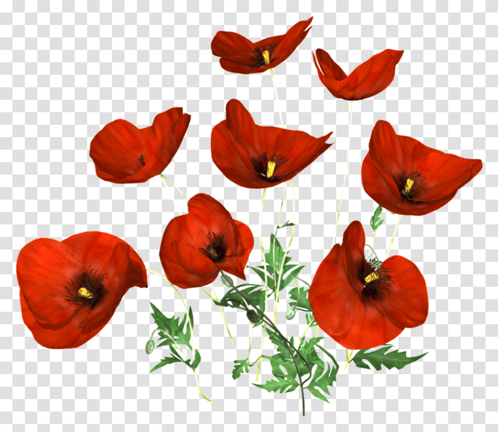 Poppy Flower Corn Poppy, Plant, Blossom, Petal, Geranium Transparent Png