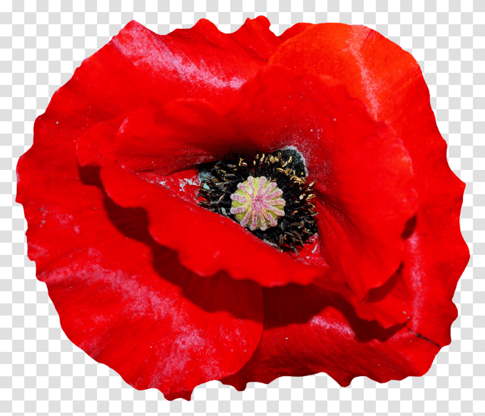 Poppy Flower Image Background Poppy Flower, Rose, Plant, Blossom, Pollen Transparent Png