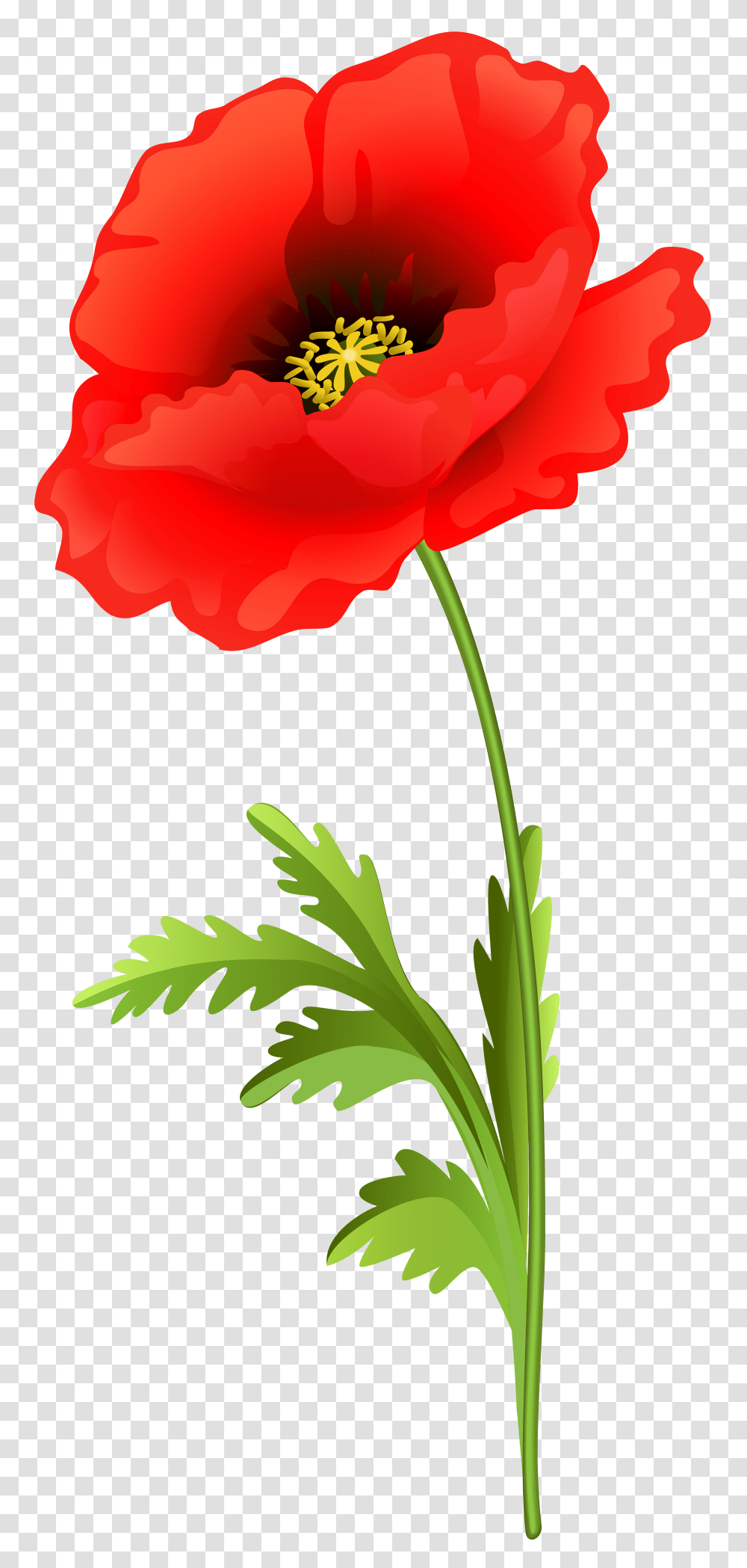 Poppy Flower Line Art, Plant, Blossom, Carnation, Rose Transparent Png